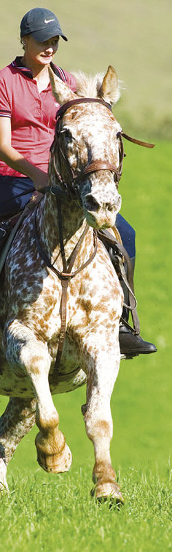 Reiten im Sommerurlaub in Flachau, Salzburger Land